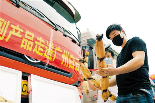 鄂產(chǎn)新鮮果蔬馳援南方市場(chǎng) 近200噸農(nóng)副產(chǎn)品運(yùn)抵廣州
